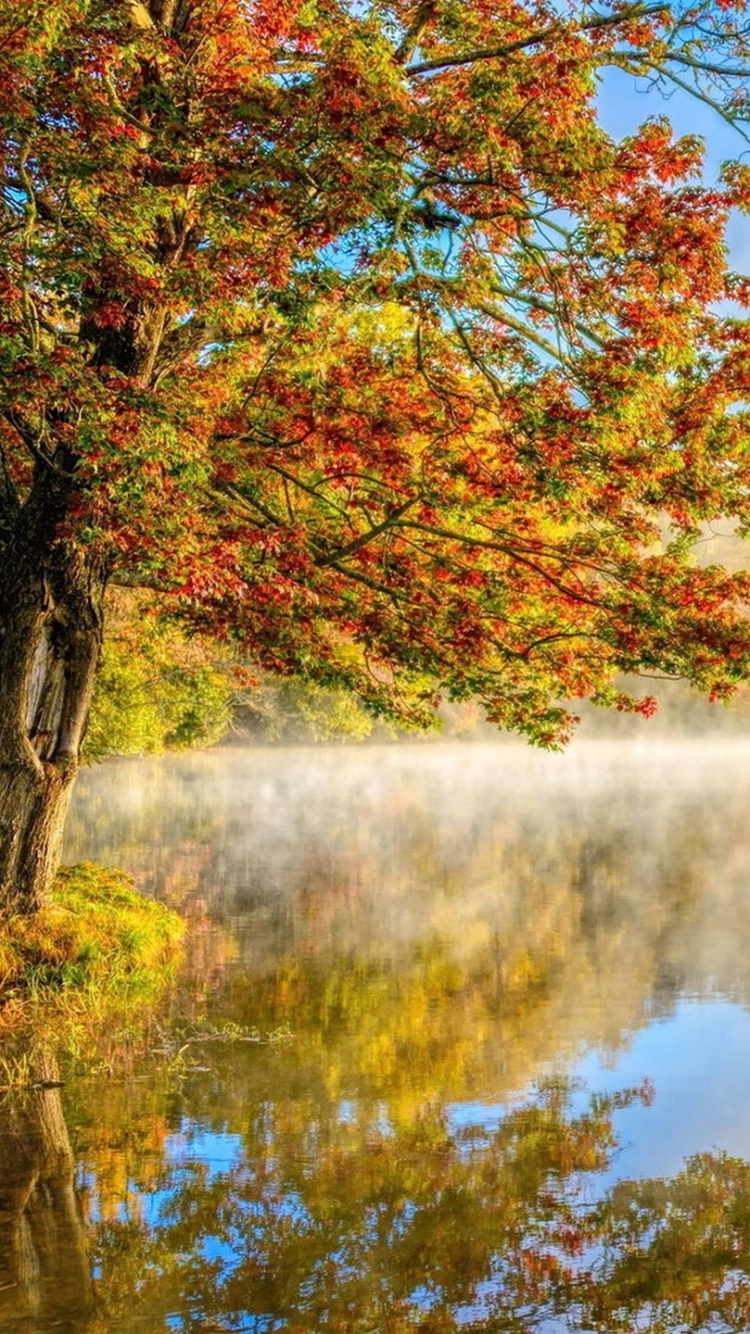 Yellow and Green Trees Beside Lake Under Blue Sky During Daytime. Wallpaper in 750x1334 Resolution