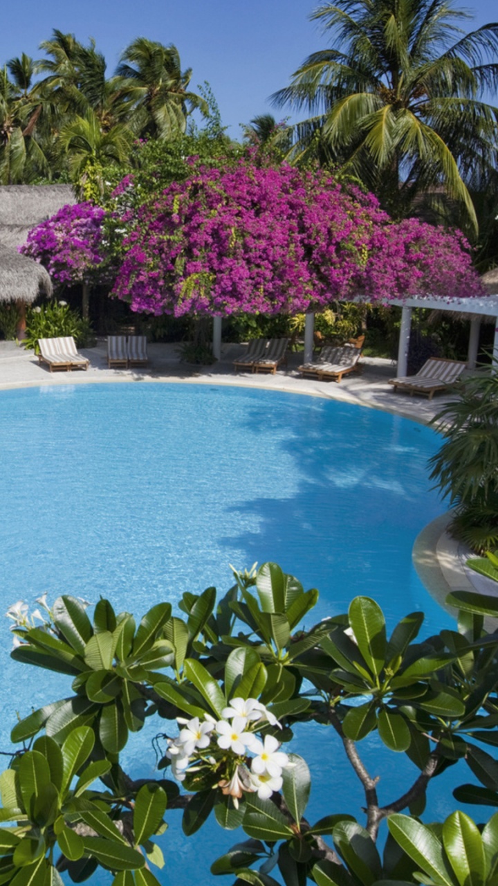 Green Trees Near Swimming Pool During Daytime. Wallpaper in 720x1280 Resolution