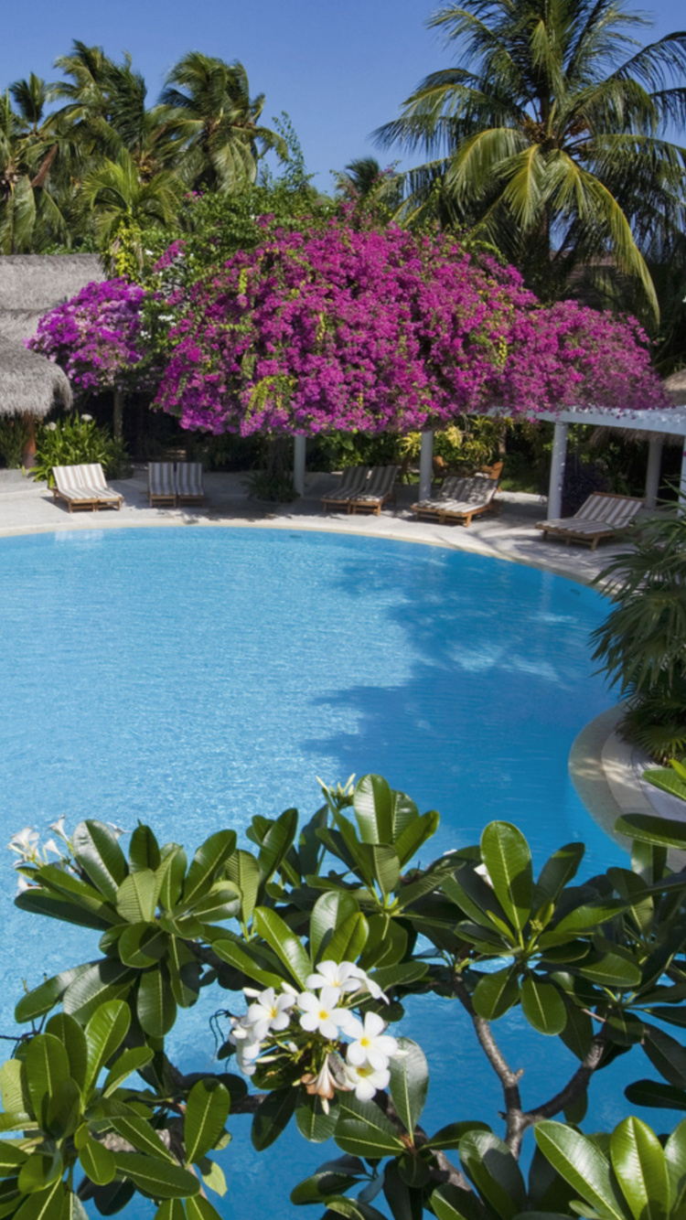 Green Trees Near Swimming Pool During Daytime. Wallpaper in 750x1334 Resolution