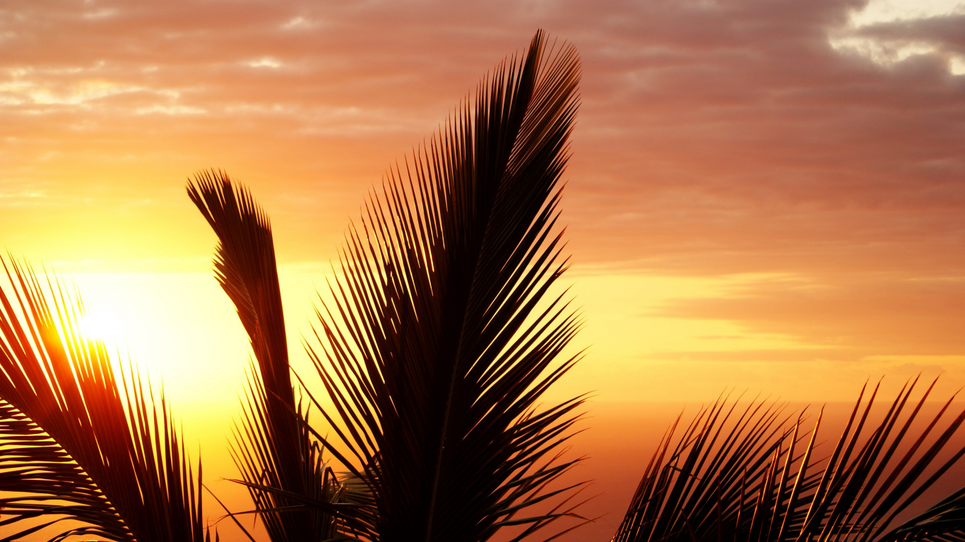 Silhouette of Palm Tree During Sunset. Wallpaper in 1366x768 Resolution