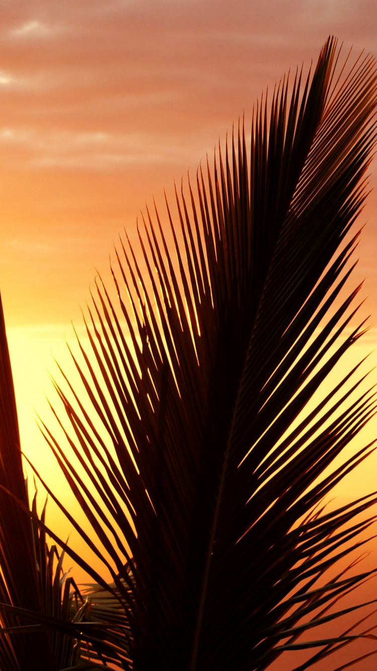 Silhouette of Palm Tree During Sunset. Wallpaper in 750x1334 Resolution