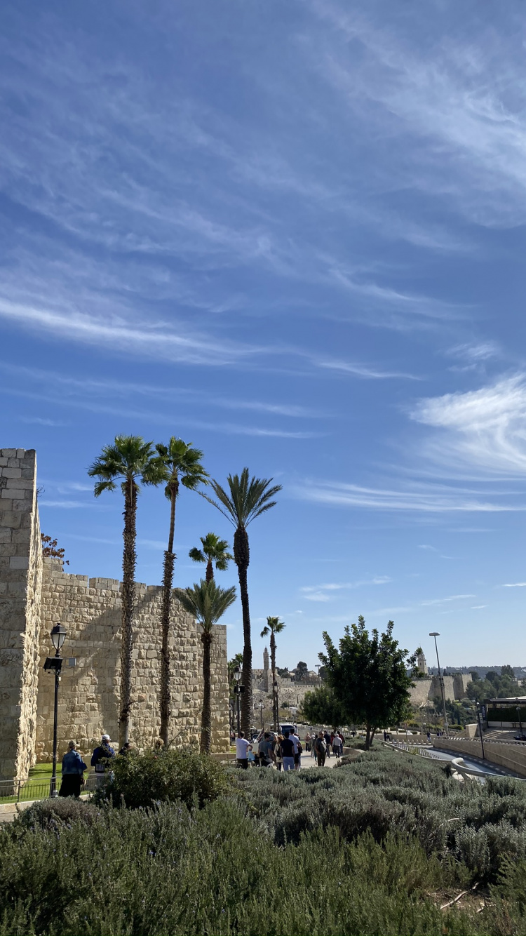 Archaeological Site, Palm Trees, Ancient History, Woody Plant, Stone Wall. Wallpaper in 750x1334 Resolution