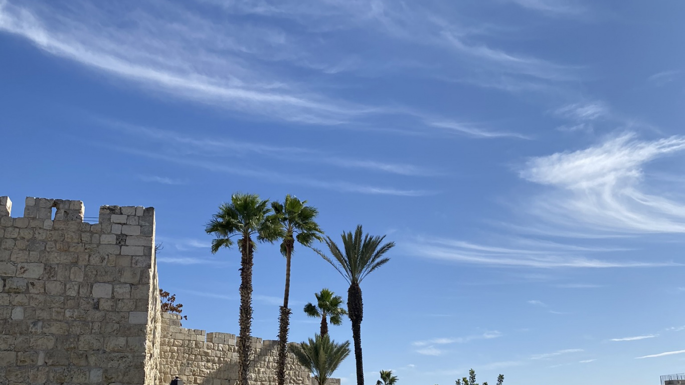 Sitio Arqueológico, Palmera, la Historia Antigua, Planta Leñosa, Muro de Piedra. Wallpaper in 1366x768 Resolution