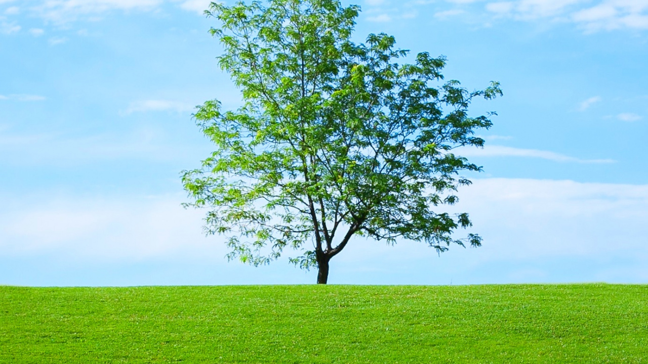 Avatar, Nature, LinkedIn, Landscape, Natural Landscape. Wallpaper in 1280x720 Resolution