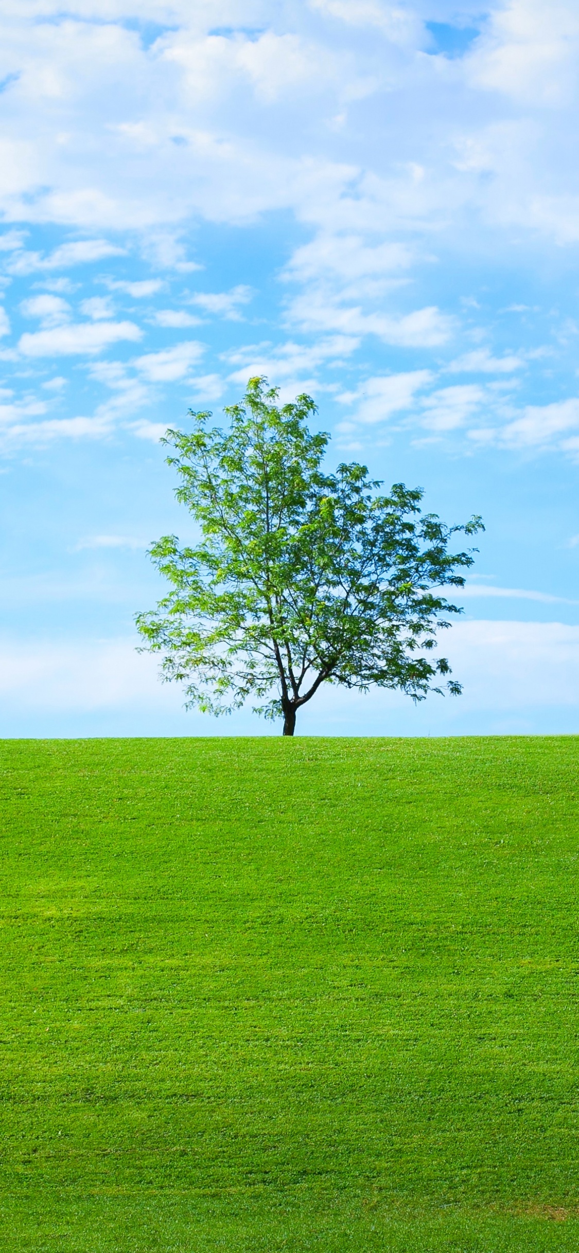 Avatare, Natur, LinkedIn, Naturlandschaft, Tageszeit. Wallpaper in 1125x2436 Resolution