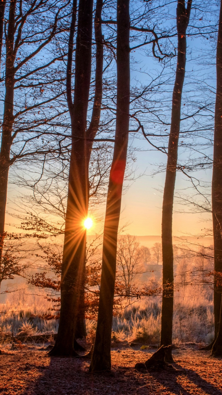 Forest, Forestry, Tree, Woodland, Nature. Wallpaper in 750x1334 Resolution