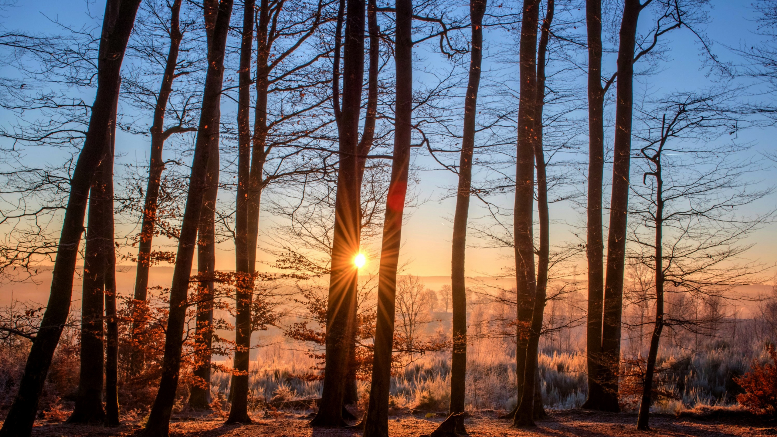Forêt, Foresterie, Woodland, Nature, Environnement Naturel. Wallpaper in 2560x1440 Resolution