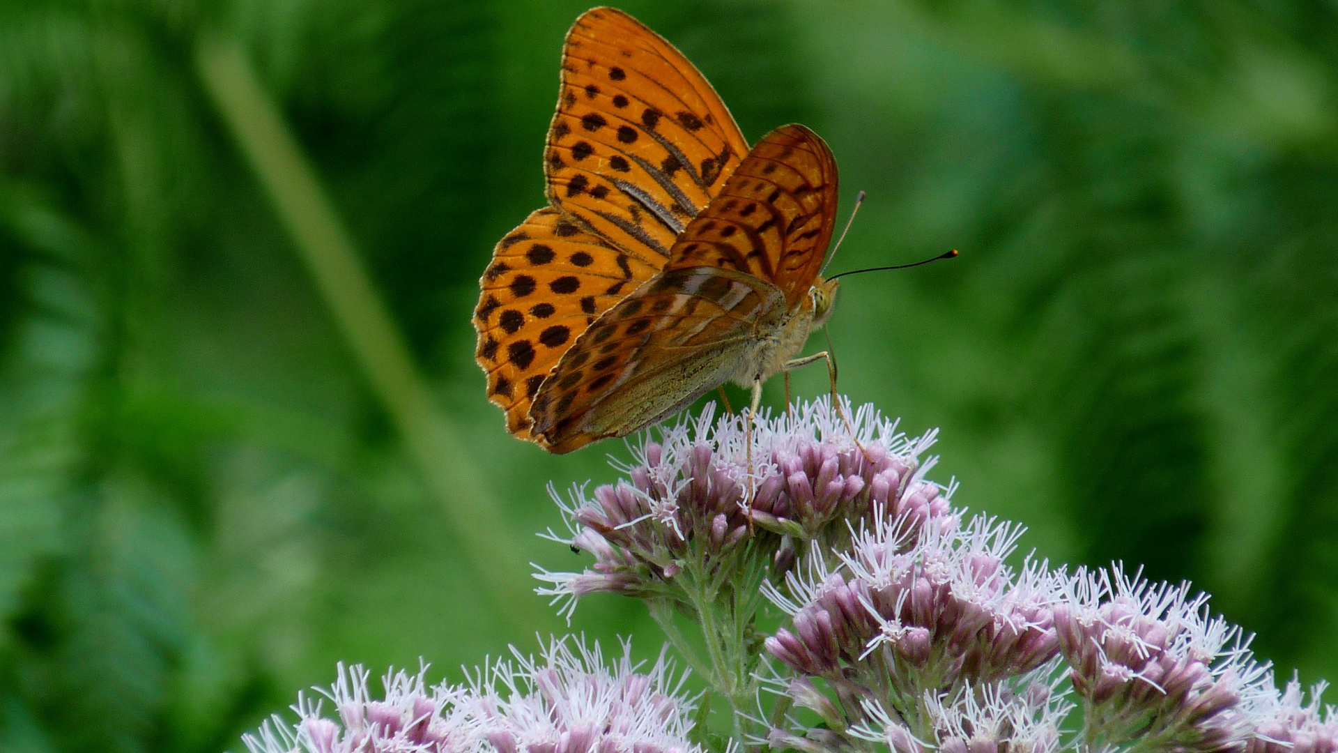 Brown and Black Butterfly on Purple Flower. Wallpaper in 1920x1080 Resolution