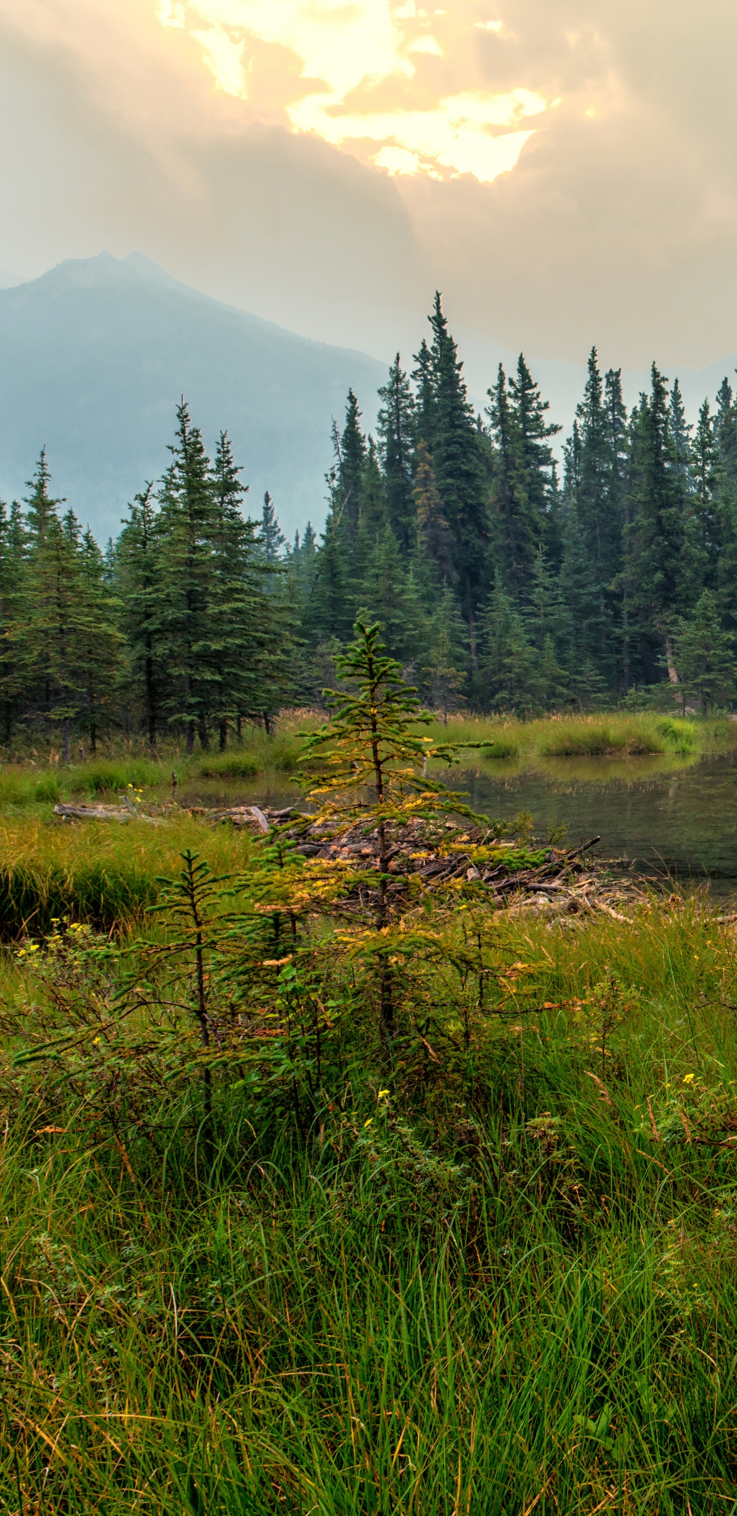 Pins Verts Près du Lac Pendant la Journée. Wallpaper in 1440x2960 Resolution