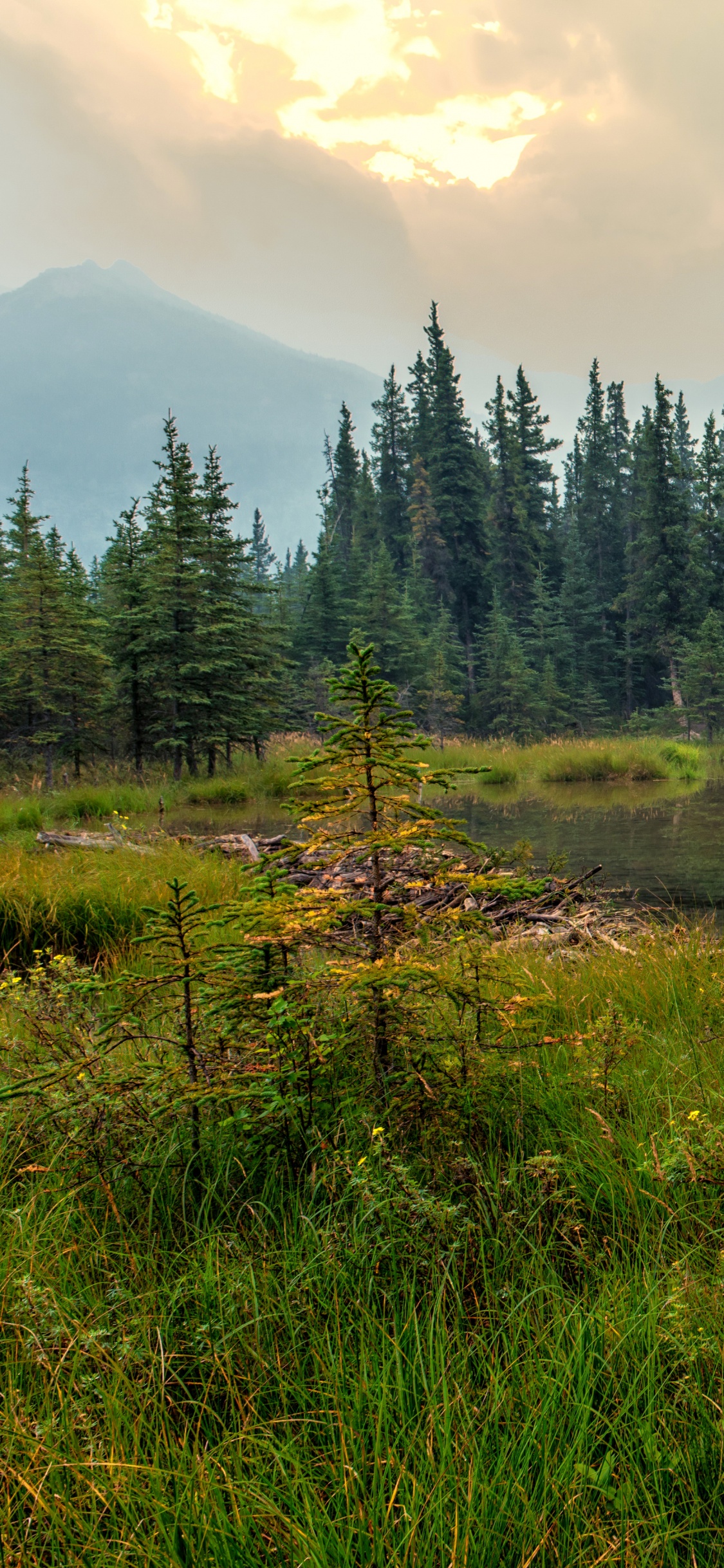 Tagsüber Grüne Pinien in Der Nähe Des Sees. Wallpaper in 1125x2436 Resolution