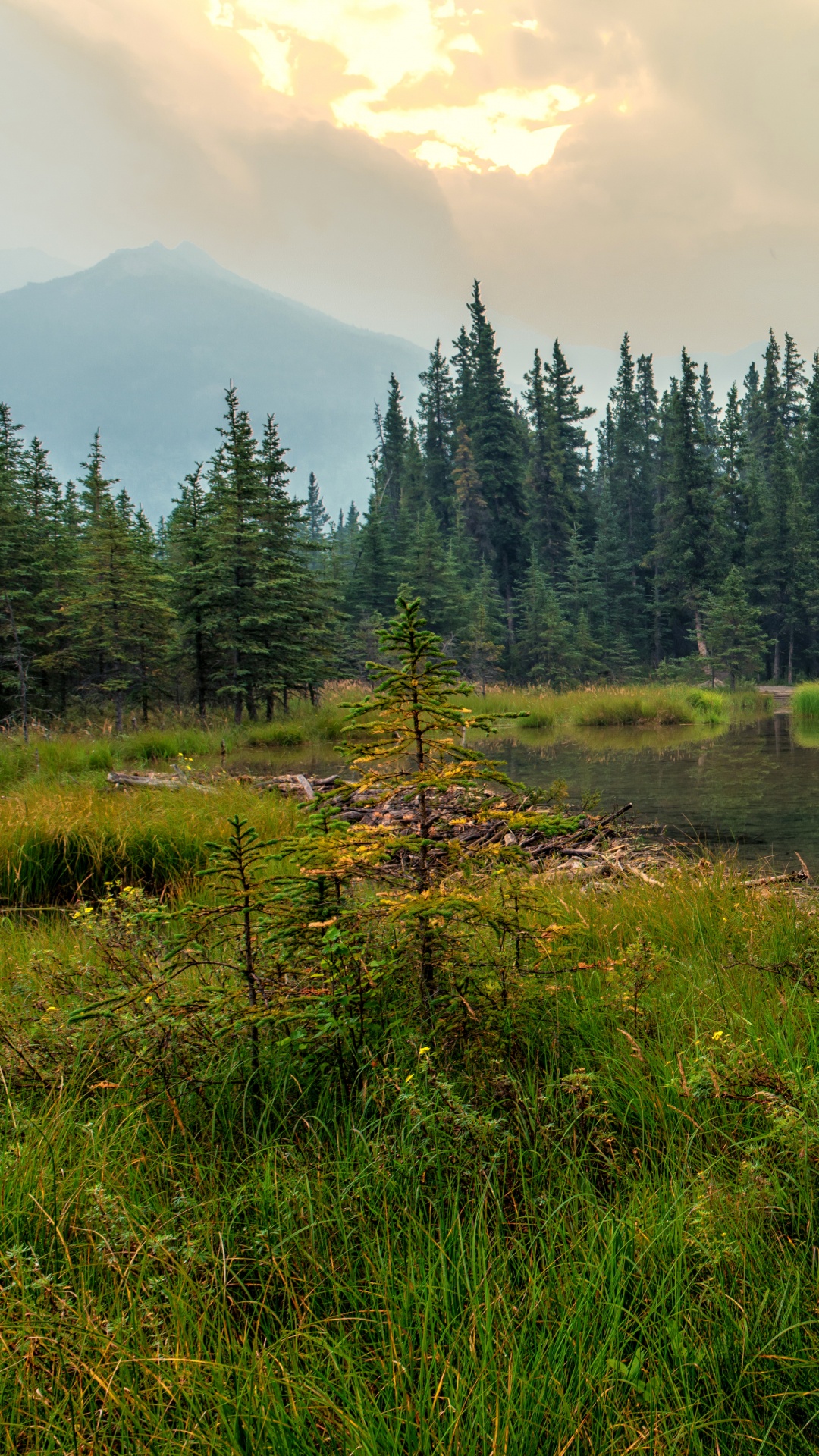 Green Pine Trees Near Lake During Daytime. Wallpaper in 1080x1920 Resolution