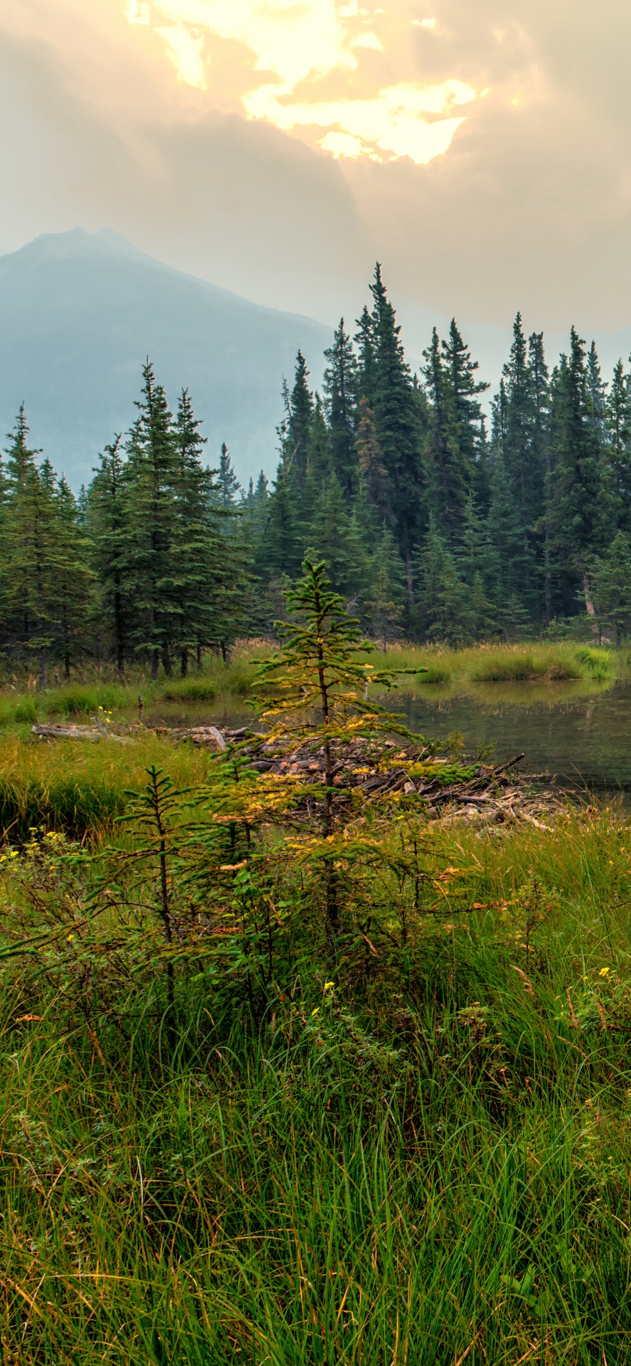Green Pine Trees Near Lake During Daytime. Wallpaper in 1242x2688 Resolution