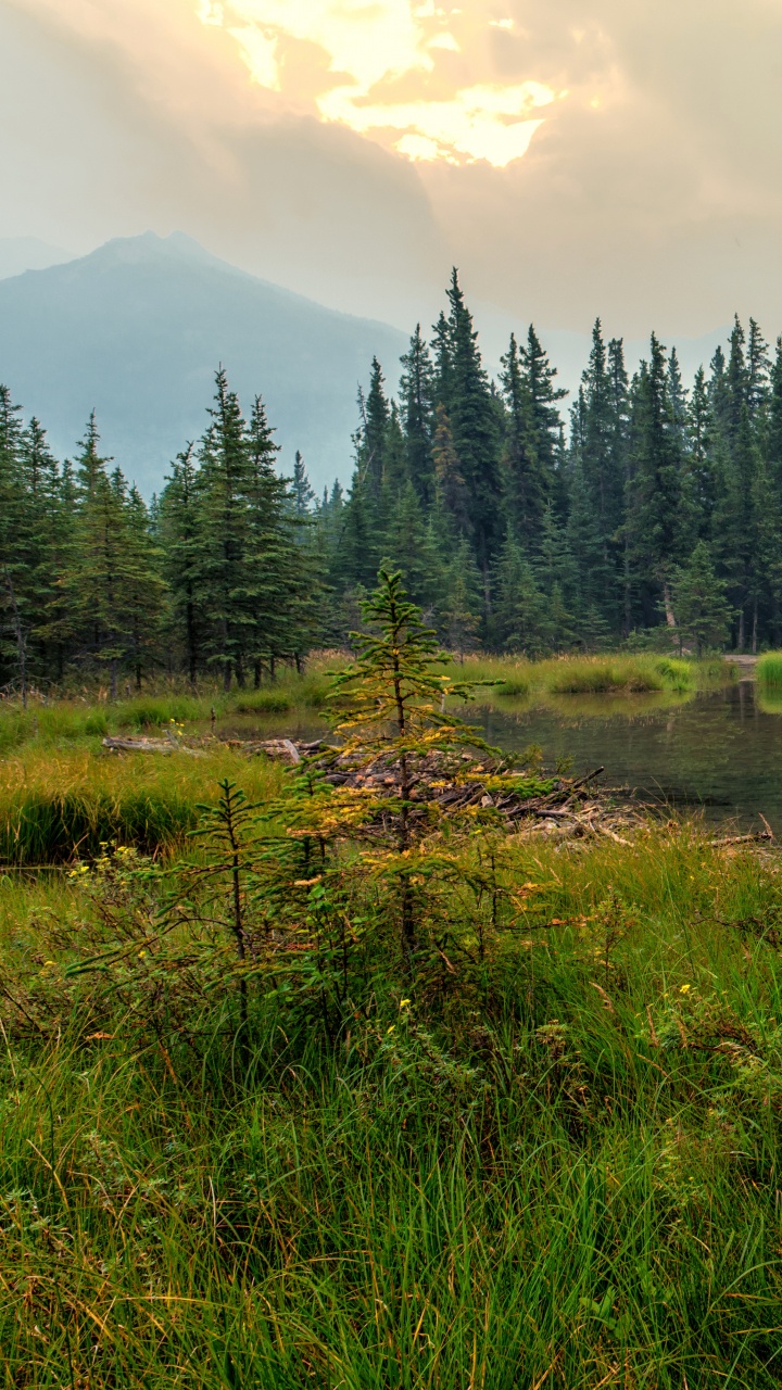 Green Pine Trees Near Lake During Daytime. Wallpaper in 720x1280 Resolution