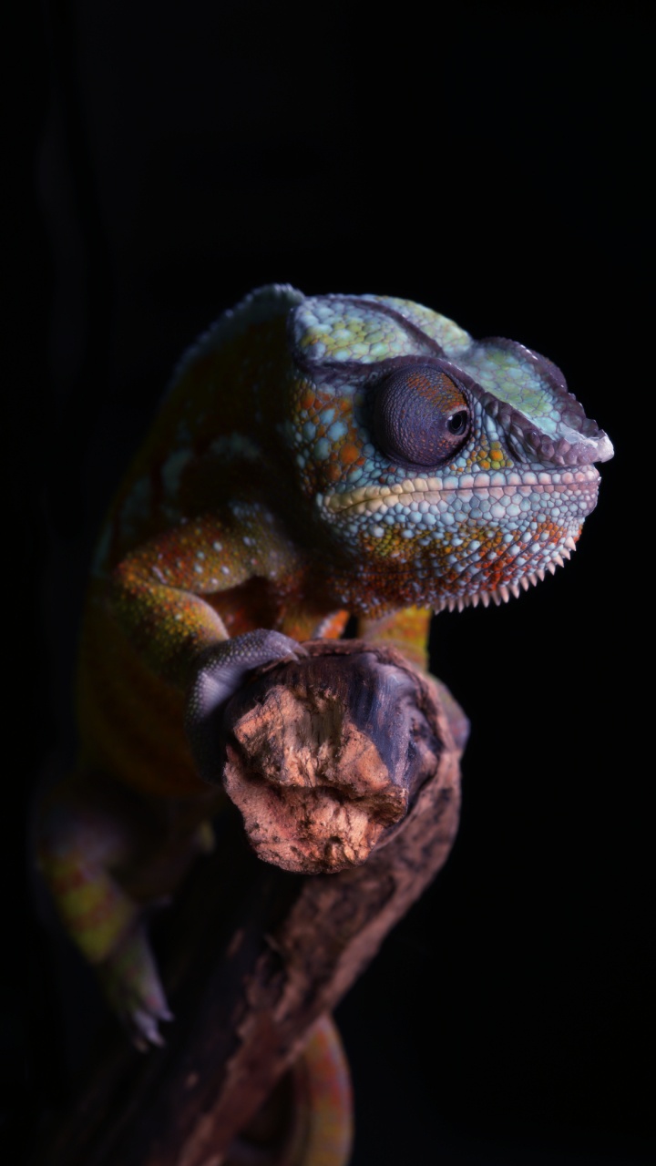 Gecko Léopard, Gecko, Iguania, Reptile, Lézard. Wallpaper in 720x1280 Resolution