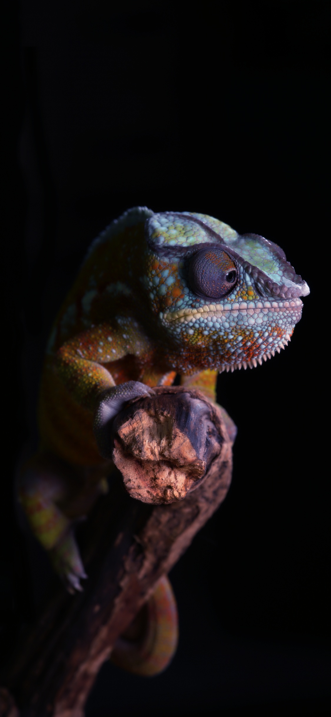 Leopardgecko, Gecko, Iguania, Reptil, Eidechse. Wallpaper in 1125x2436 Resolution
