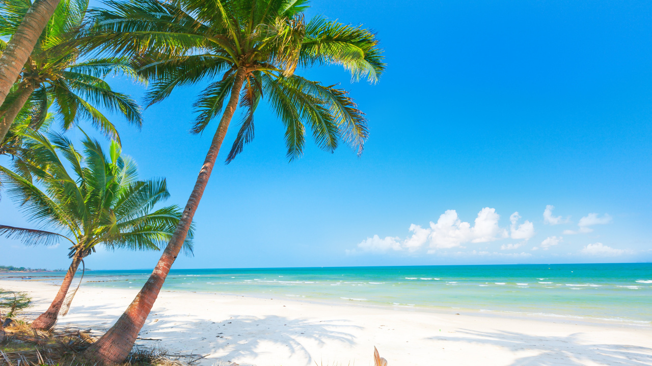 Palmier Sur le Rivage de la Plage Pendant la Journée. Wallpaper in 1280x720 Resolution