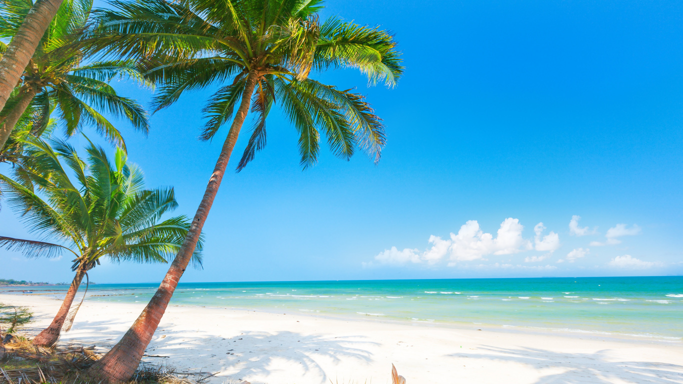 Palmier Sur le Rivage de la Plage Pendant la Journée. Wallpaper in 1366x768 Resolution