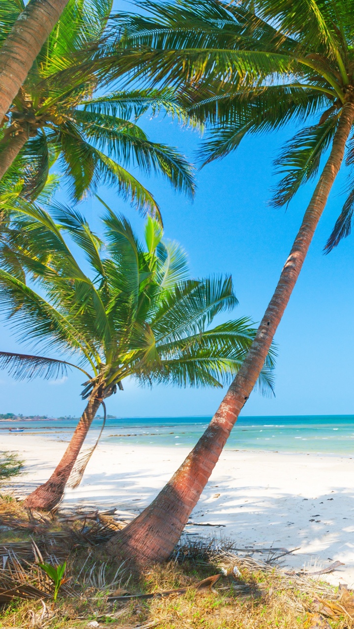 Palm Tree on Beach Shore During Daytime. Wallpaper in 720x1280 Resolution