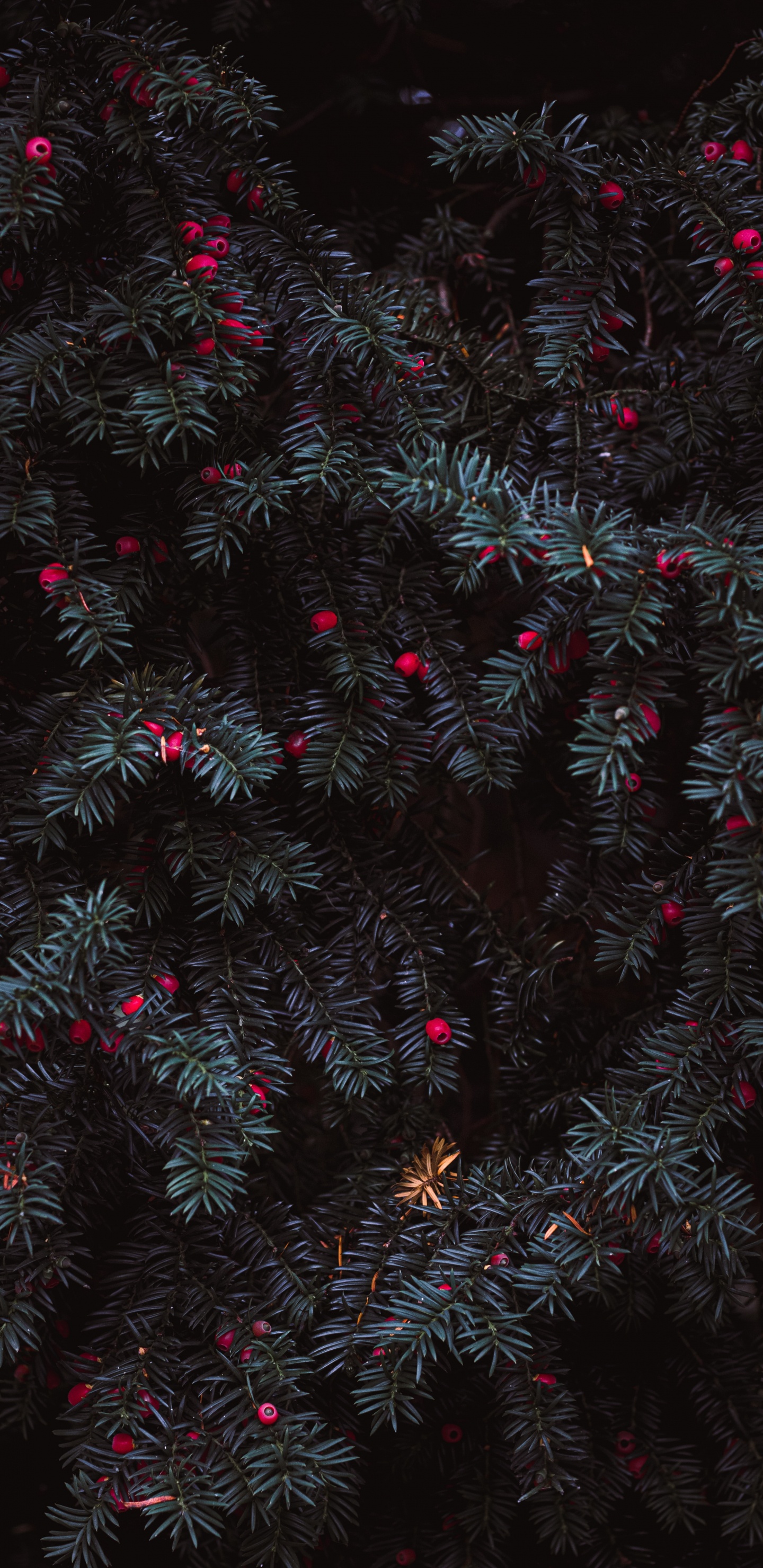 Sapin de Noël Vert et Rouge. Wallpaper in 1440x2960 Resolution