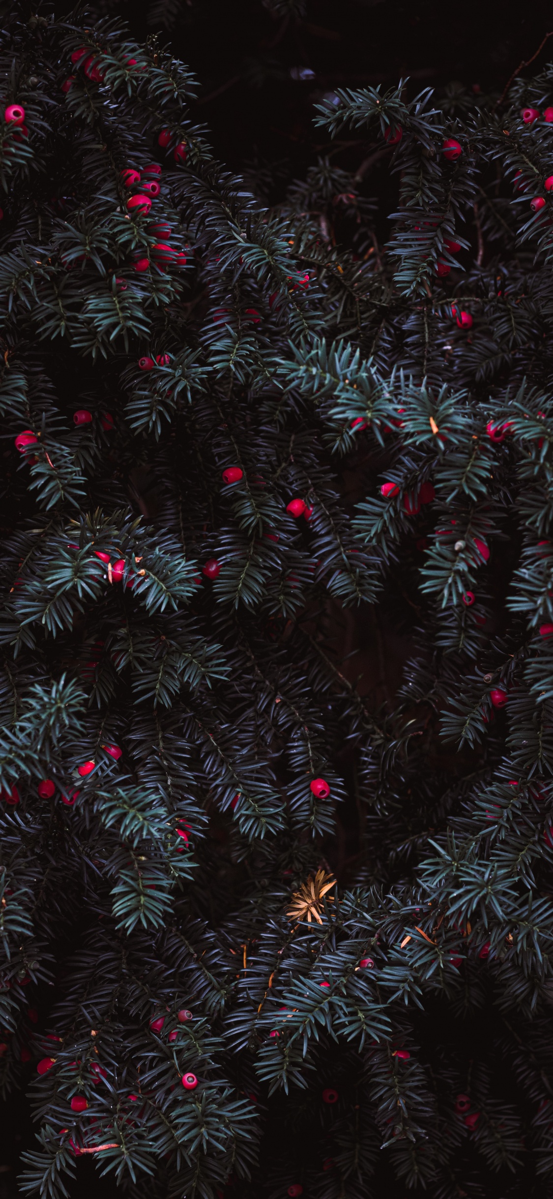 Arbol de Navidad Verde y Rojo. Wallpaper in 1125x2436 Resolution