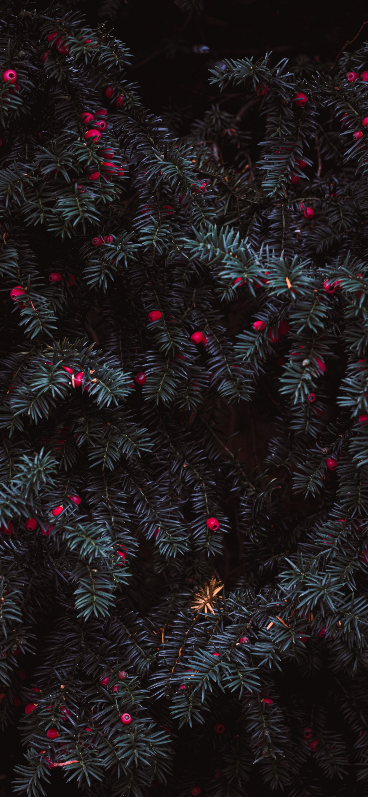 Grüner Und Roter Weihnachtsbaum. Wallpaper in 1242x2688 Resolution