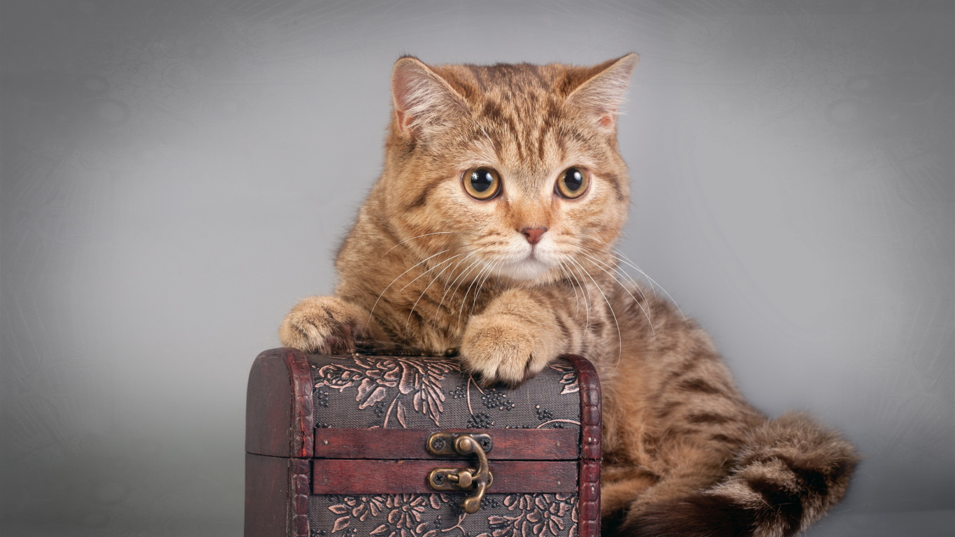 Chat Tigré Brun Sur Une Boîte en Bois Marron. Wallpaper in 1366x768 Resolution
