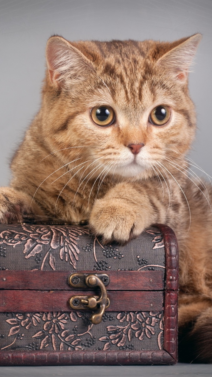 Chat Tigré Brun Sur Une Boîte en Bois Marron. Wallpaper in 720x1280 Resolution