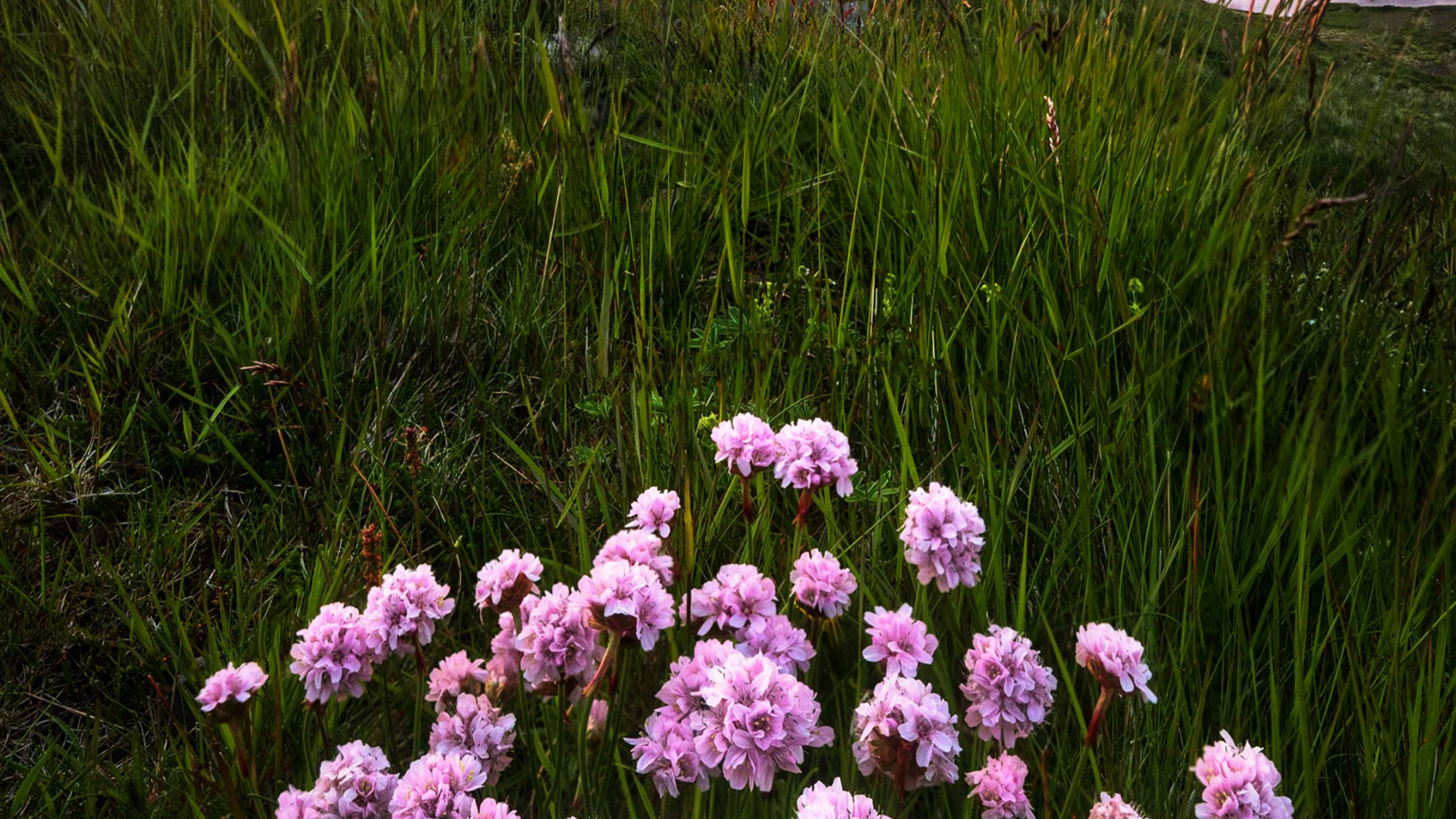 Flores Silvestres, Artes Visuales, Montaña, Naturaleza, Entorno Natural. Wallpaper in 1920x1080 Resolution