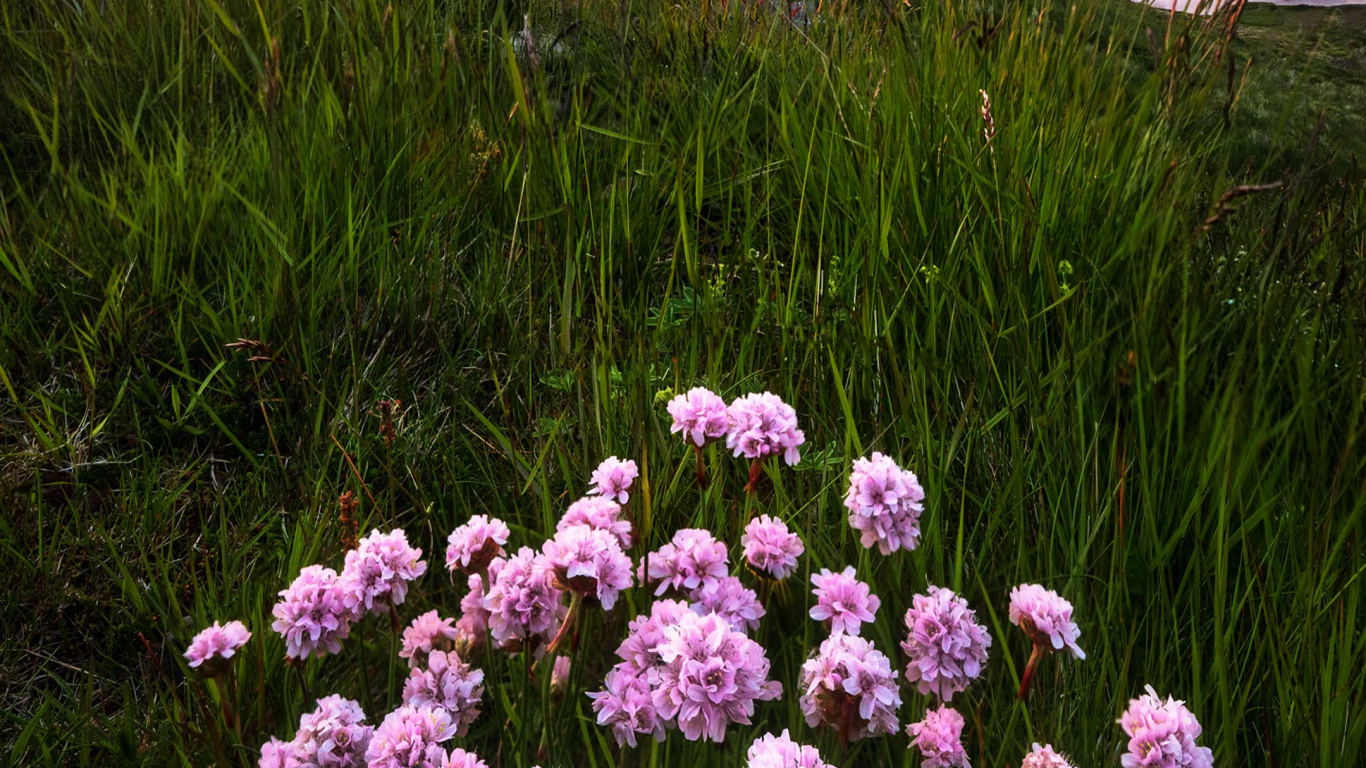 Sauvages, Arts Visuels, Nature, Environnement Naturel, Paysage Naturel. Wallpaper in 1366x768 Resolution