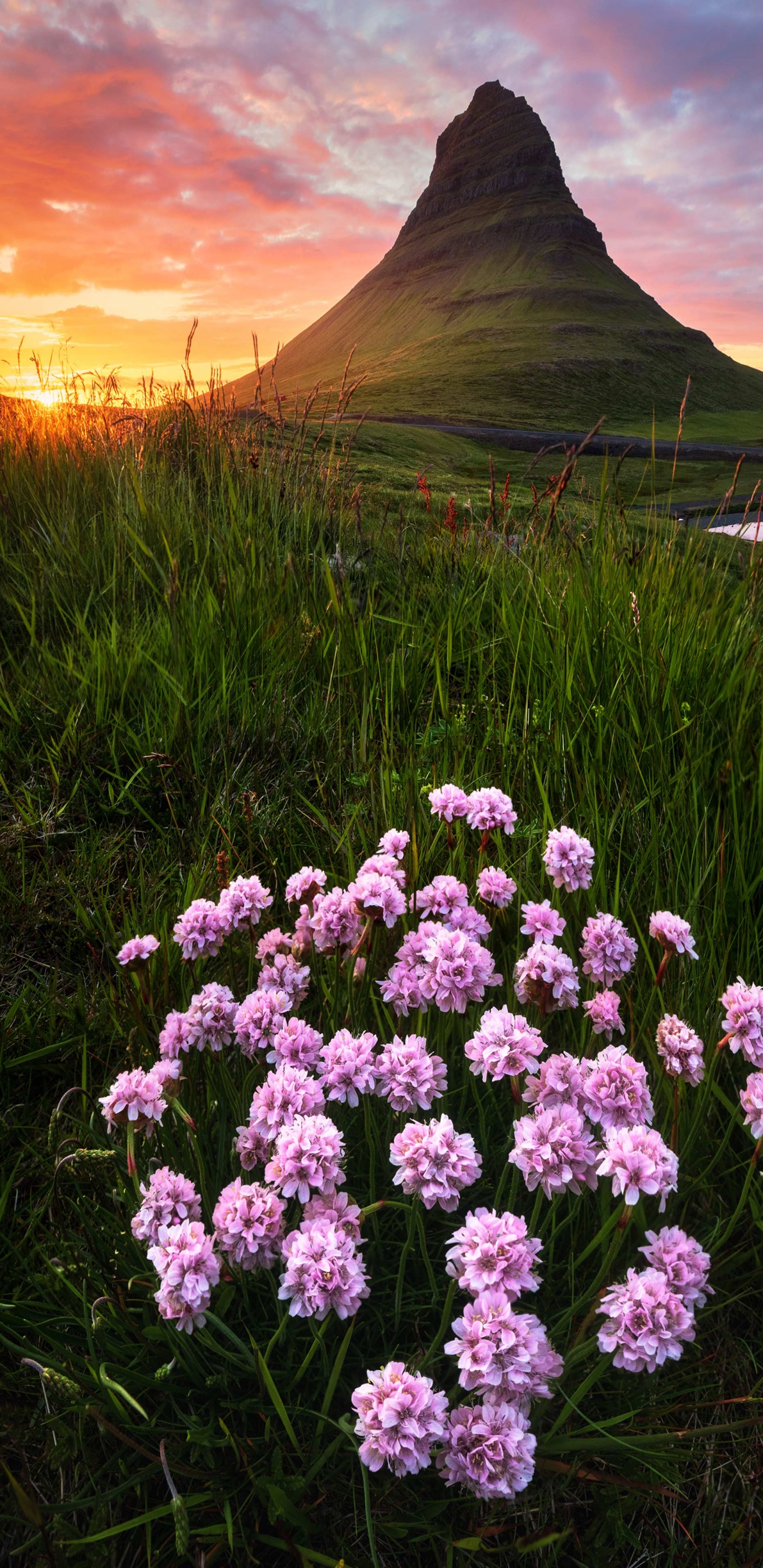 Wildflower, Visual Arts, Malerei, Cloud, Natur. Wallpaper in 1440x2960 Resolution