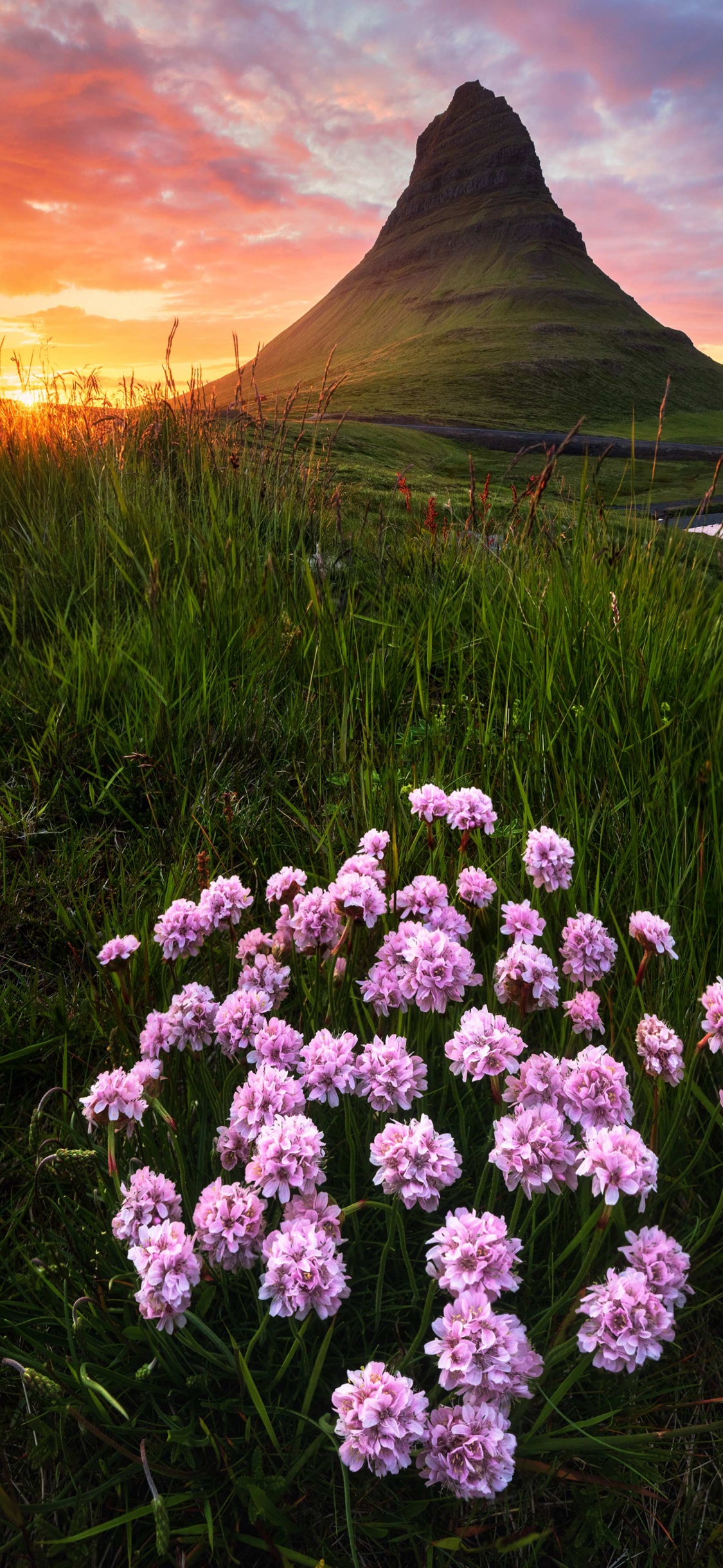 Wildflower, Visual Arts, Painting, Flower, Plant. Wallpaper in 1125x2436 Resolution