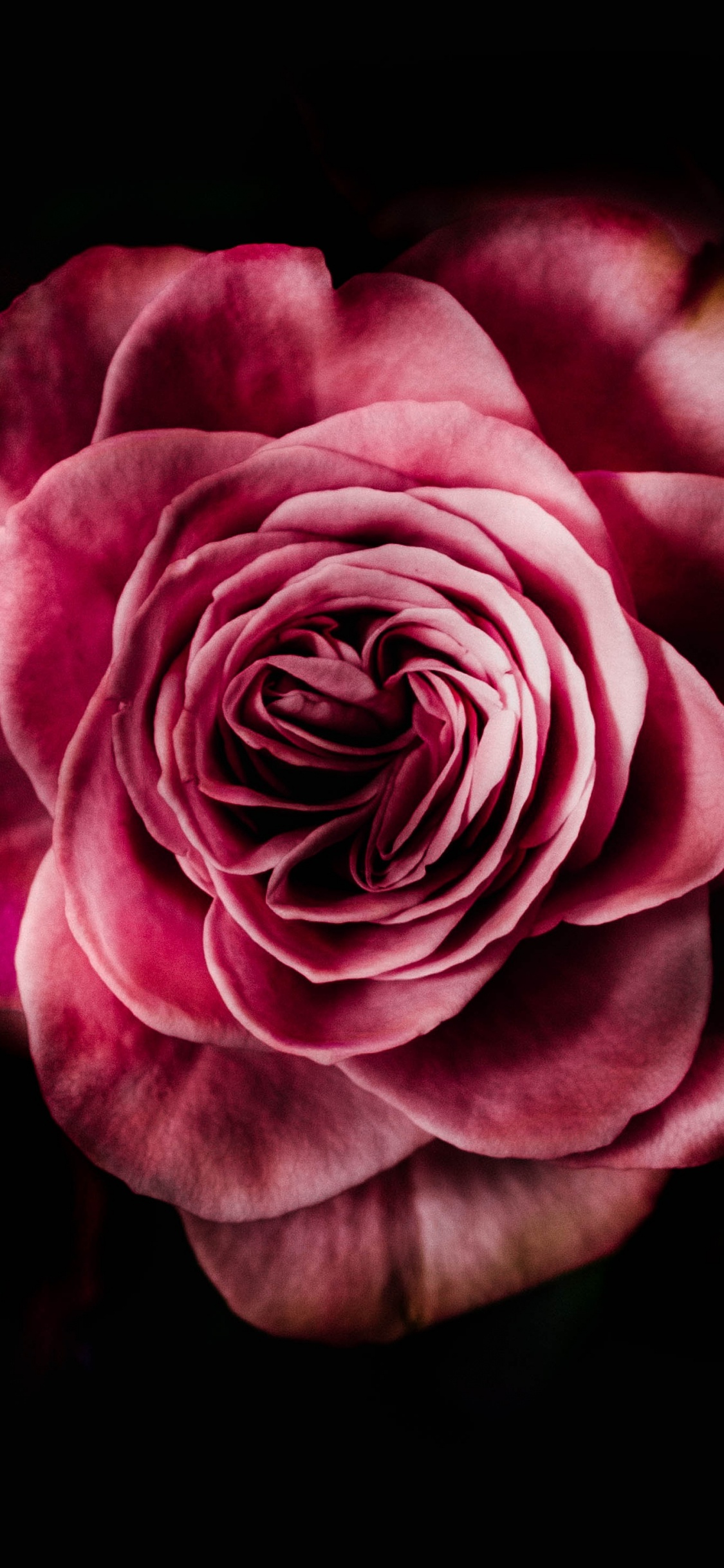 Pink Rose in Black Background. Wallpaper in 1125x2436 Resolution