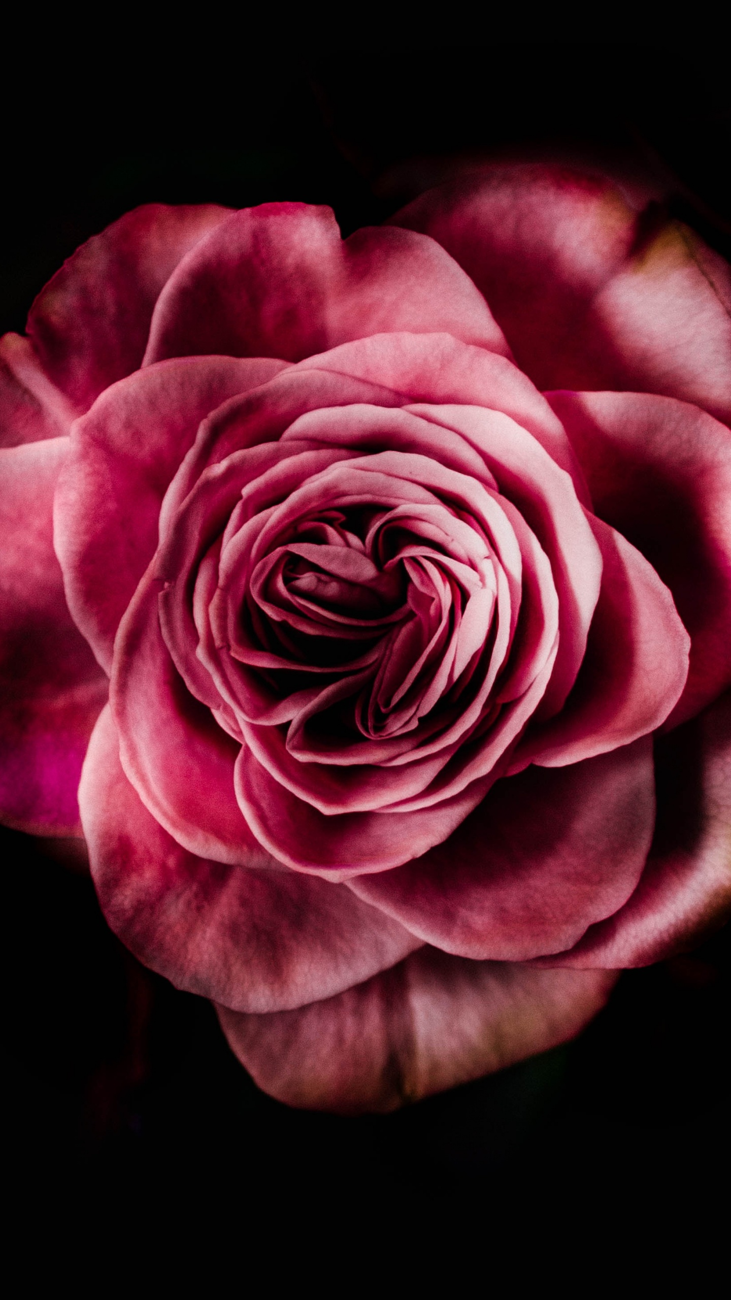 Pink Rose in Black Background. Wallpaper in 1440x2560 Resolution