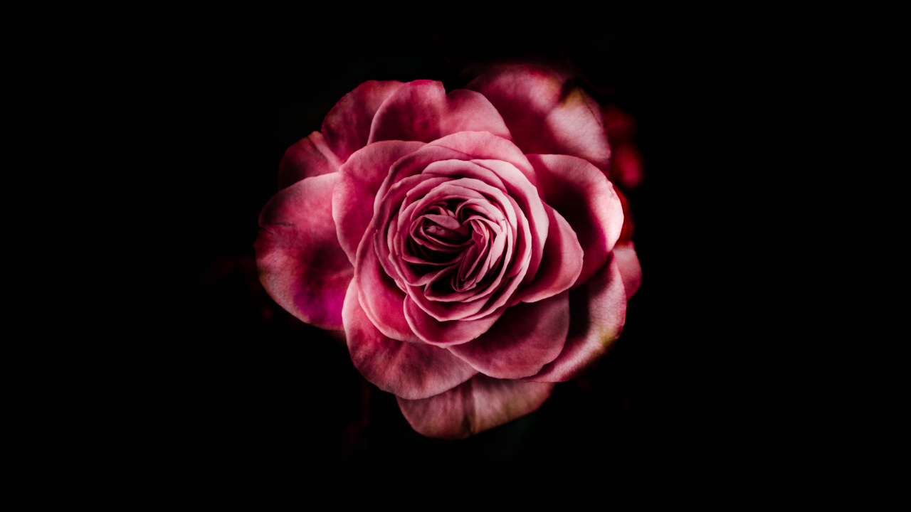 Rose Rose Sur Fond Noir. Wallpaper in 1280x720 Resolution