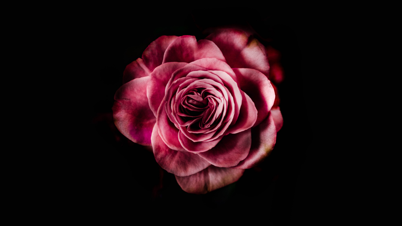 Rose Rose Sur Fond Noir. Wallpaper in 1366x768 Resolution