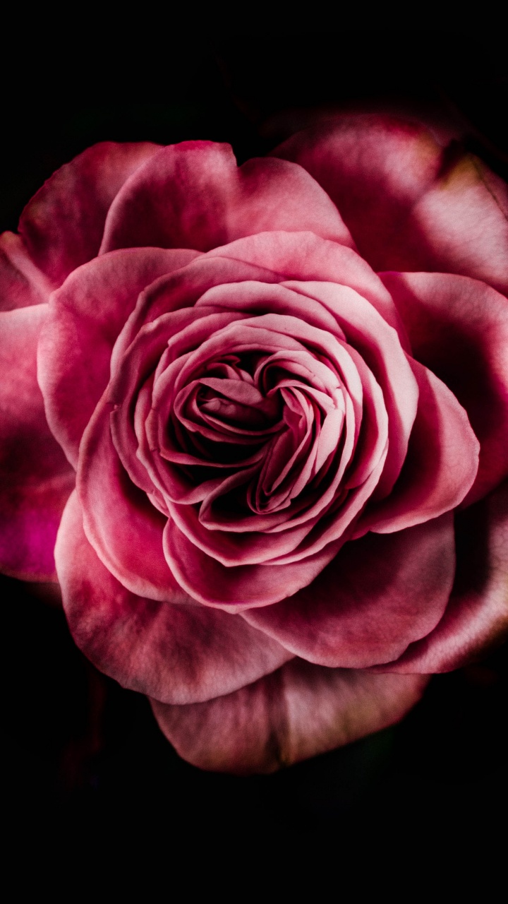 Rose Rose Sur Fond Noir. Wallpaper in 720x1280 Resolution