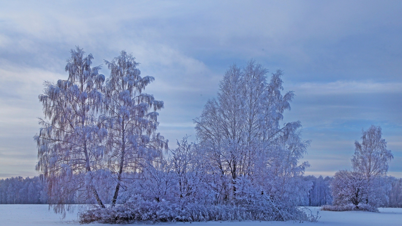 White Leaf Trees During Daytime. Wallpaper in 1280x720 Resolution