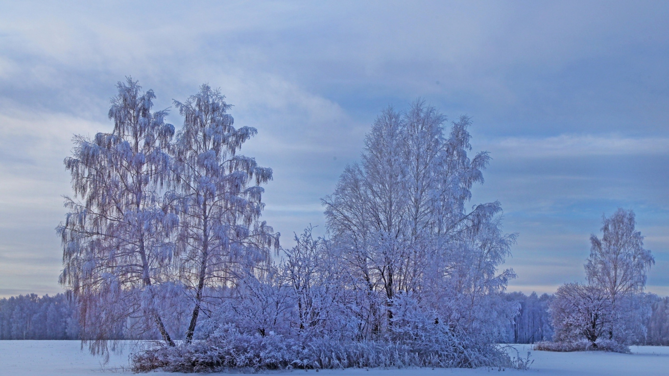 White Leaf Trees During Daytime. Wallpaper in 1366x768 Resolution