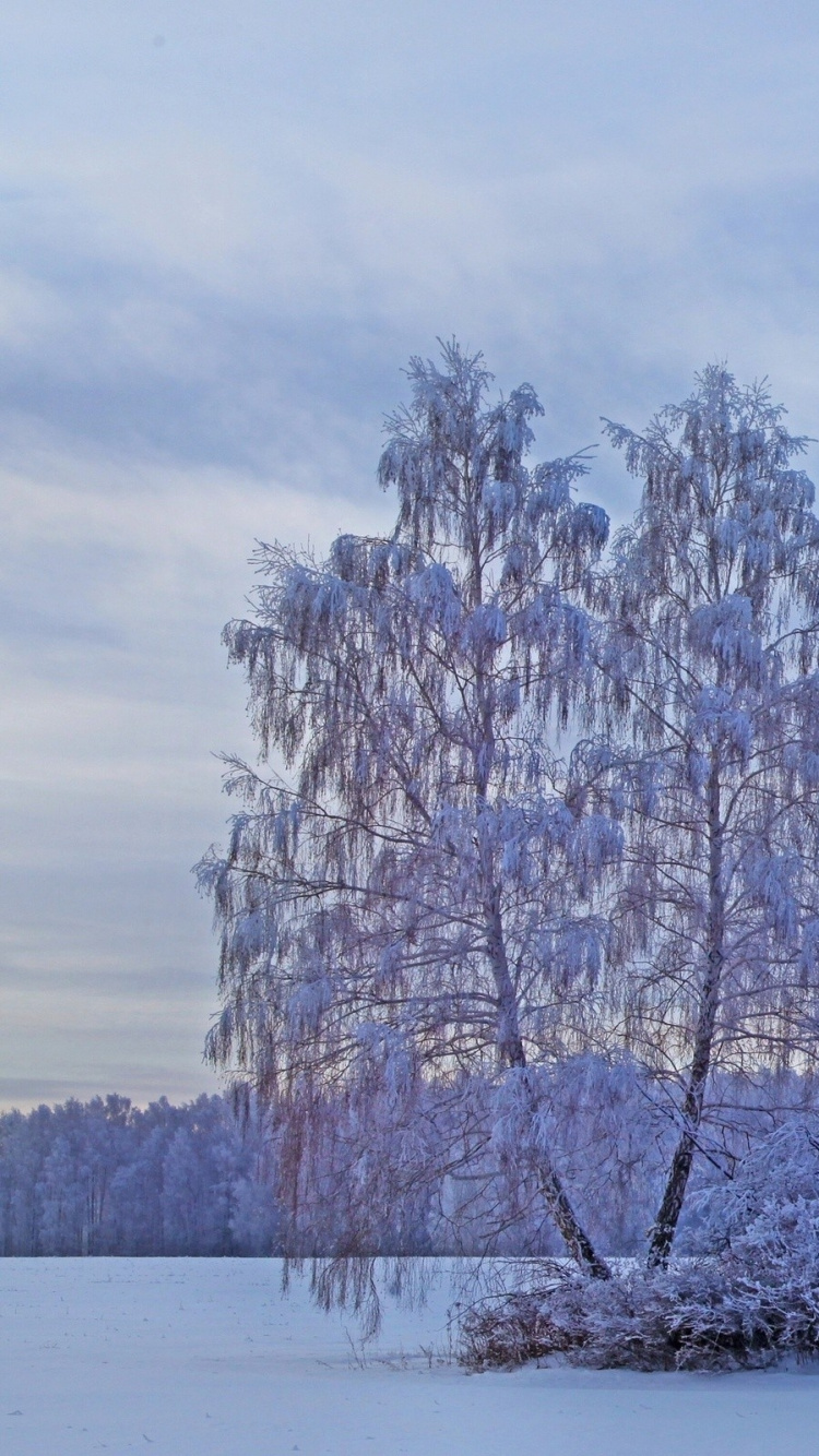 White Leaf Trees During Daytime. Wallpaper in 750x1334 Resolution