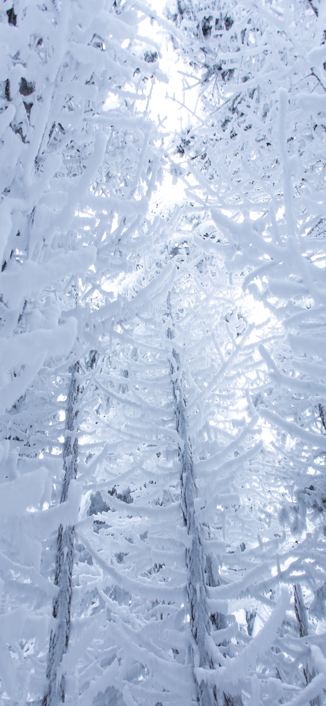 Neige, Hiver, Congélation, Gel, Glace. Wallpaper in 1242x2688 Resolution