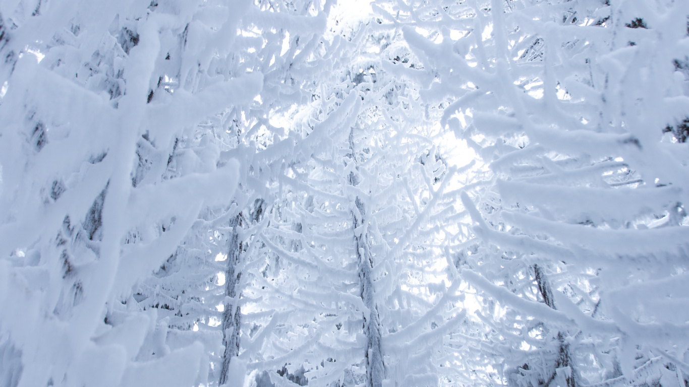 Neige, Hiver, Congélation, Gel, Glace. Wallpaper in 1366x768 Resolution