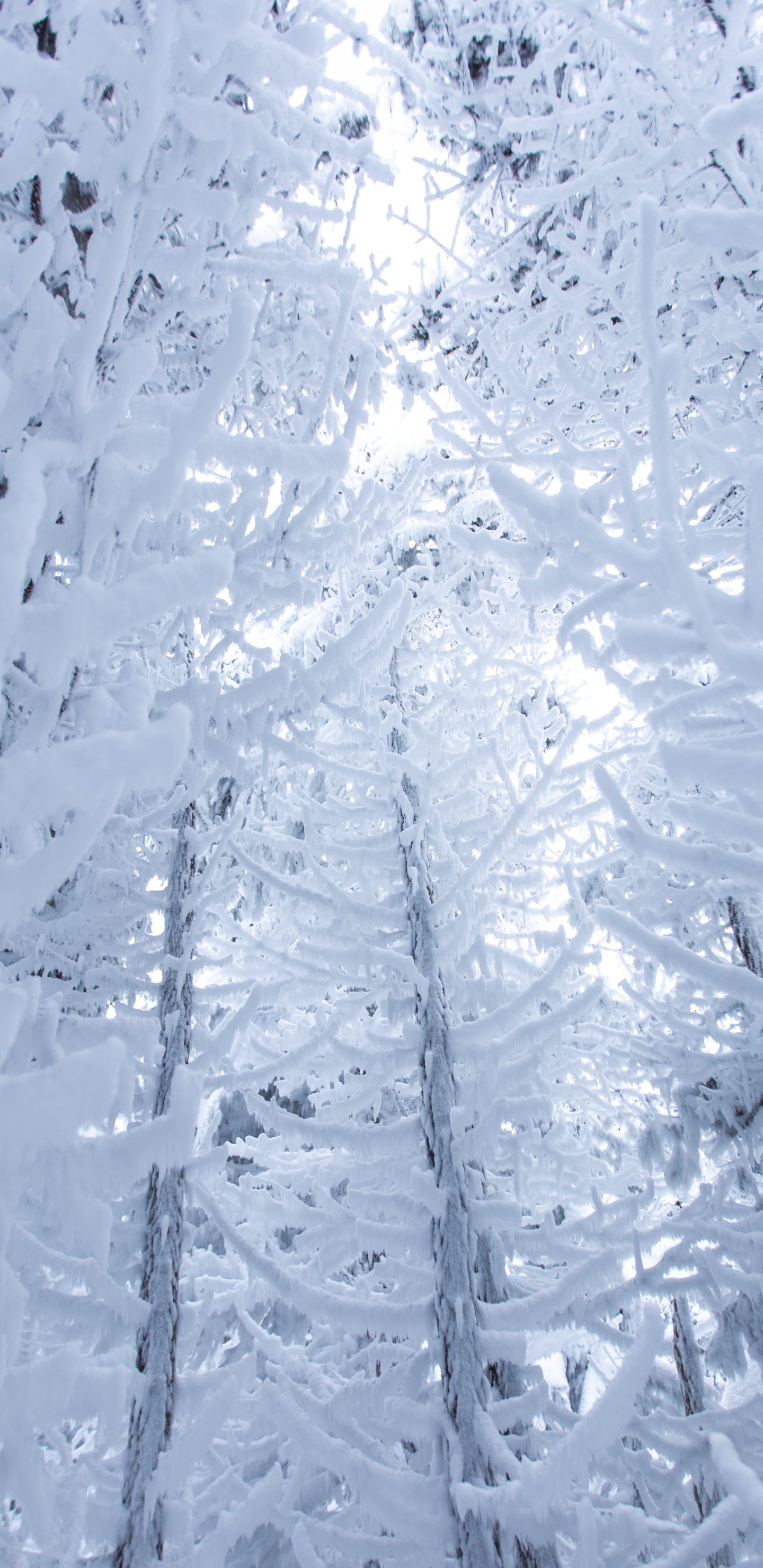 Neige, Hiver, Congélation, Gel, Glace. Wallpaper in 1440x2960 Resolution