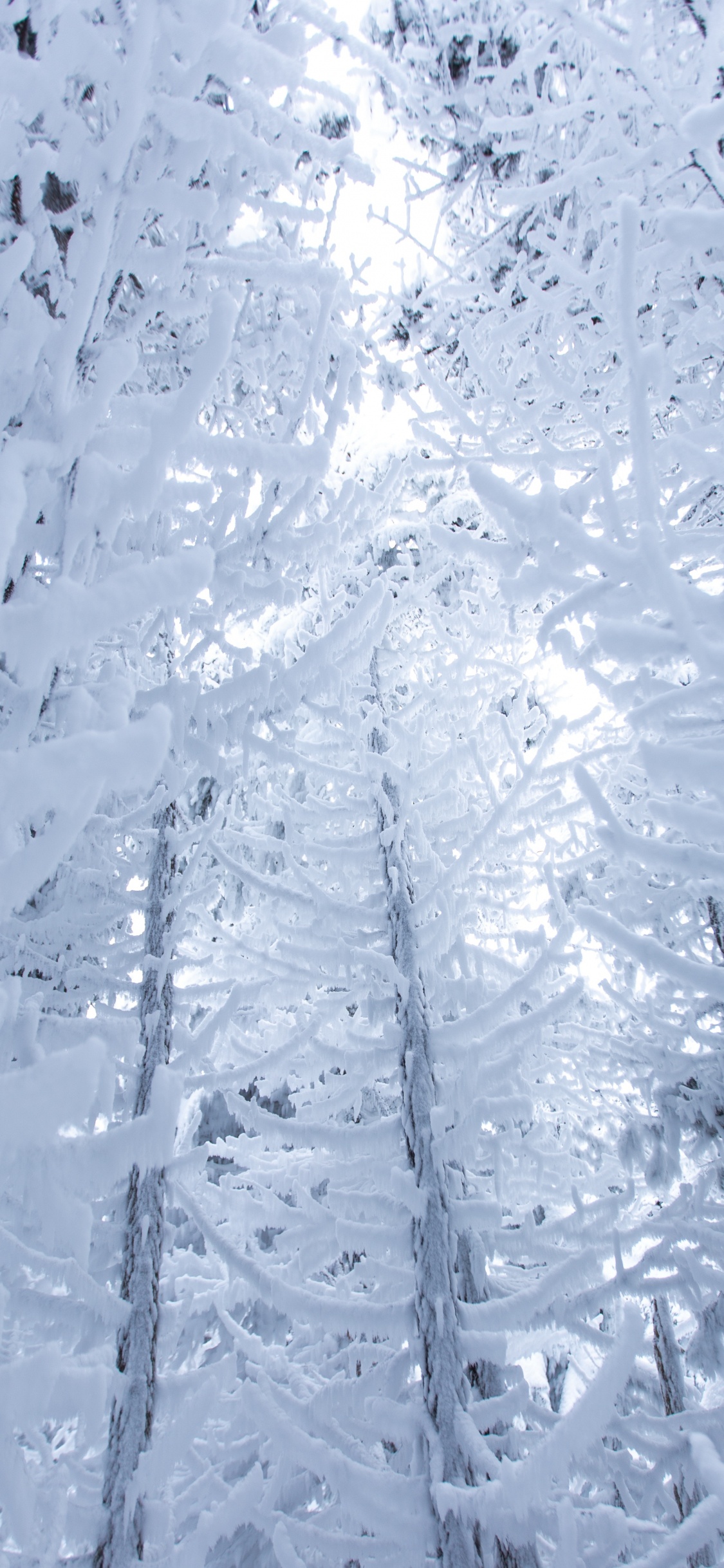 Snow, Winter, Freezing, Frost, Ice. Wallpaper in 1125x2436 Resolution