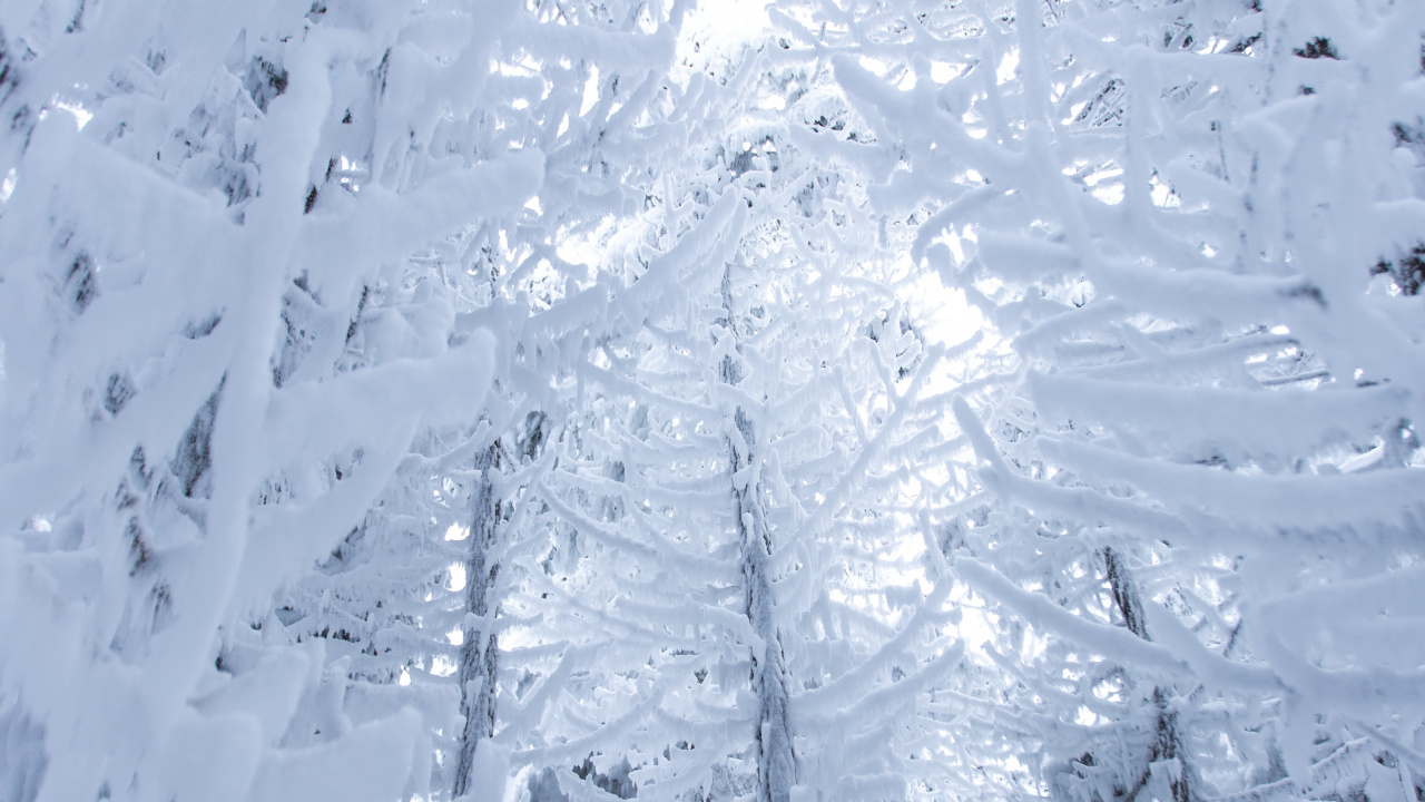 Snow, Winter, Freezing, Frost, Ice. Wallpaper in 1280x720 Resolution