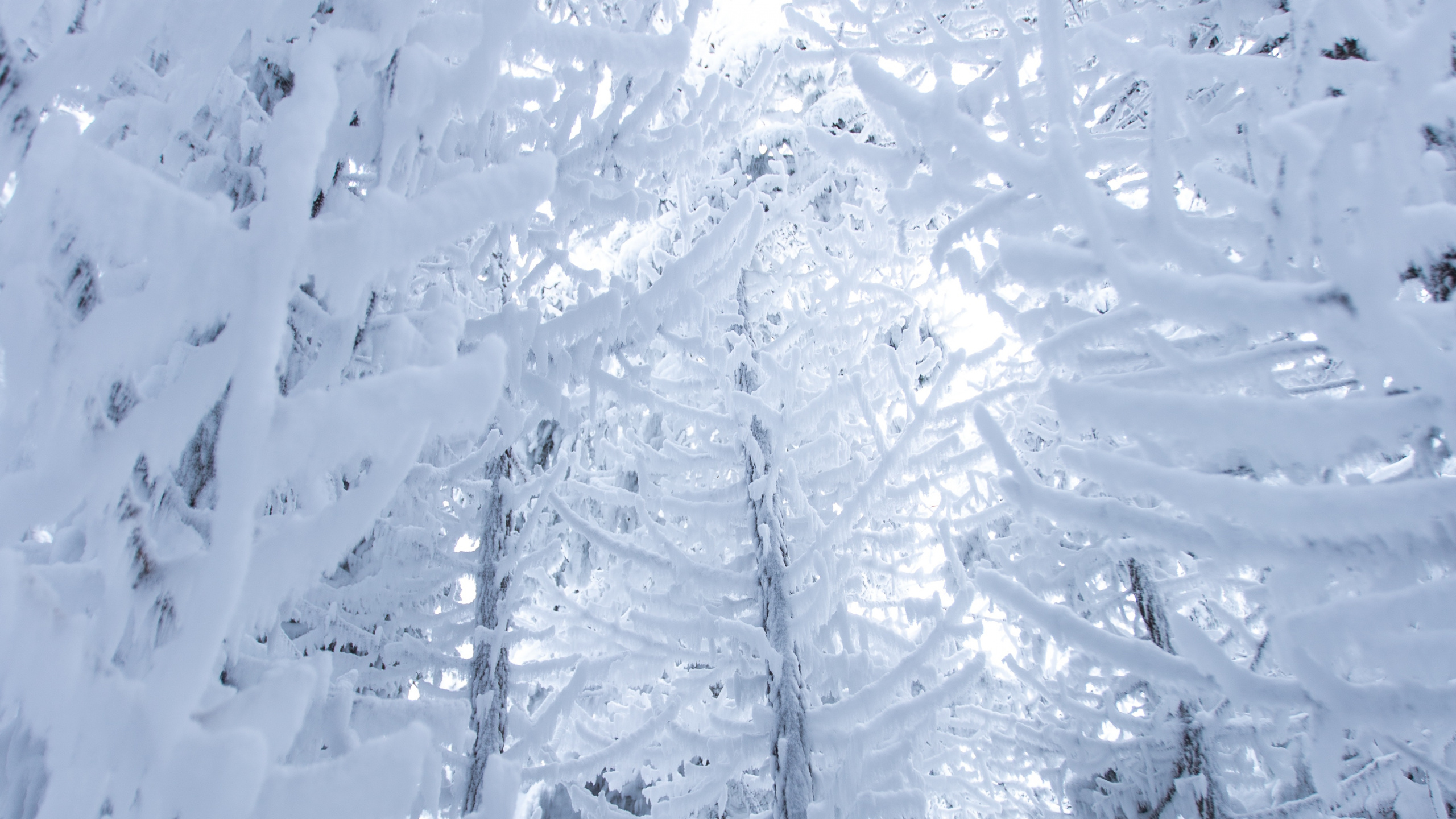 Snow, Winter, Freezing, Frost, Ice. Wallpaper in 2560x1440 Resolution