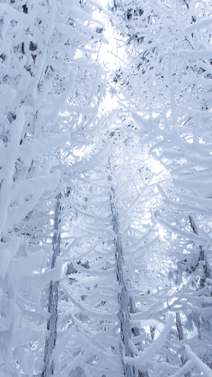 Snow, Winter, Freezing, Frost, Ice. Wallpaper in 720x1280 Resolution