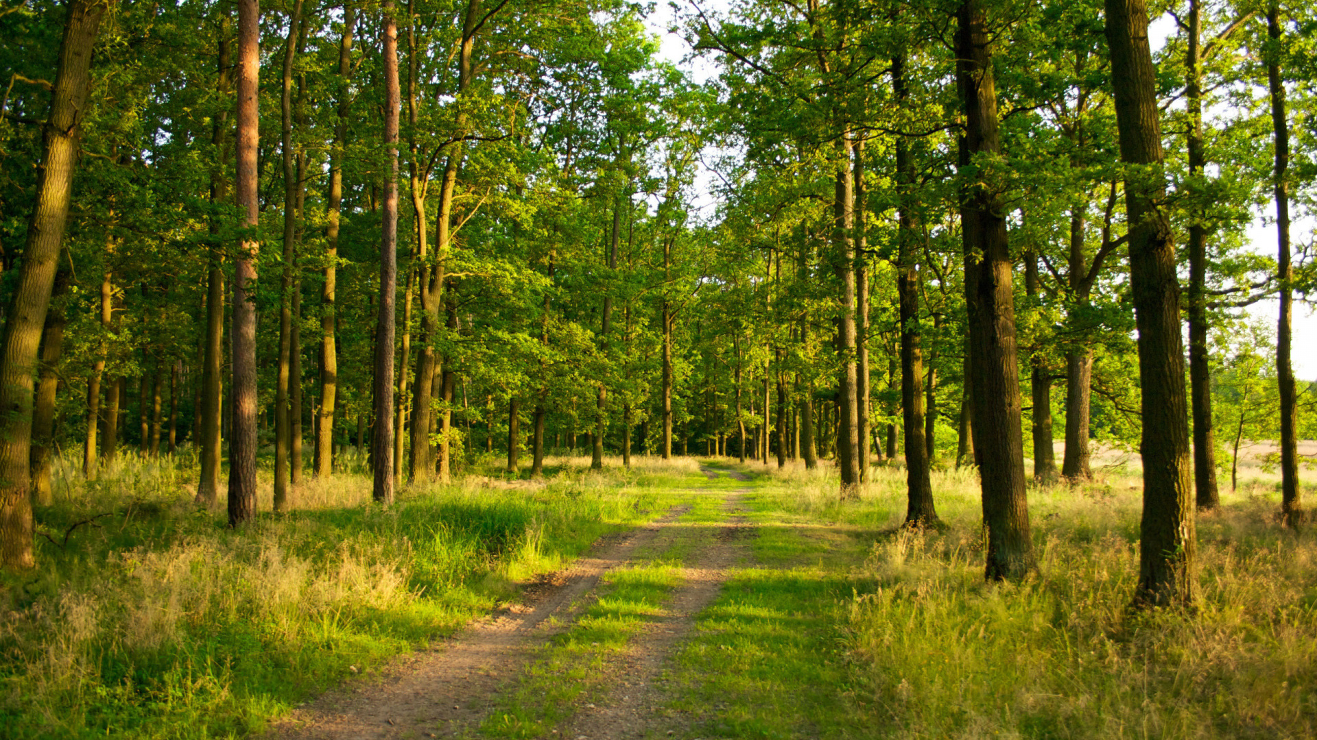 Green Grass and Trees During Daytime. Wallpaper in 1920x1080 Resolution