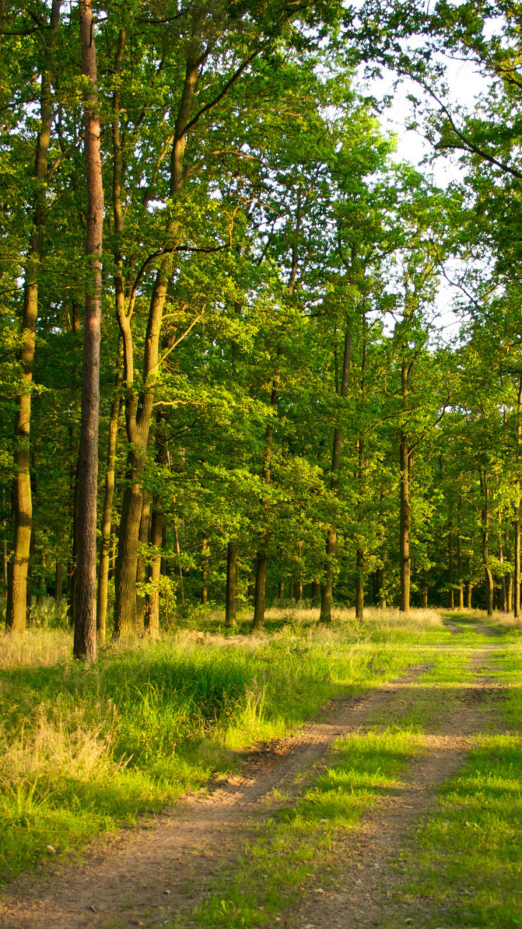 Green Grass and Trees During Daytime. Wallpaper in 750x1334 Resolution