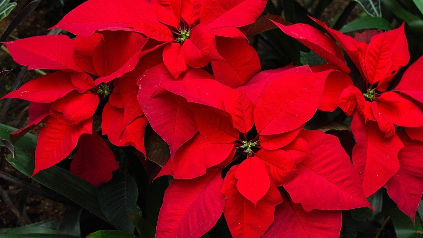 Red Hibiscus in Bloom During Daytime. Wallpaper in 1366x768 Resolution