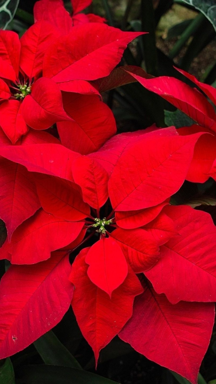 Hibiscus Rouge en Fleurs Pendant la Journée. Wallpaper in 720x1280 Resolution